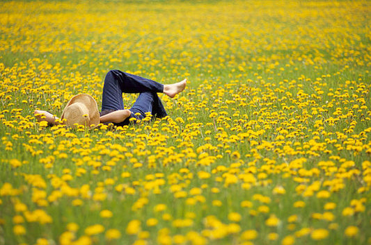Benefits of Dandelion