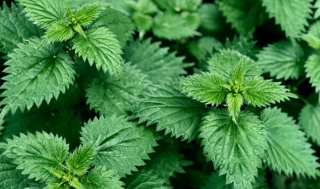 Stinging Nettle Tincture