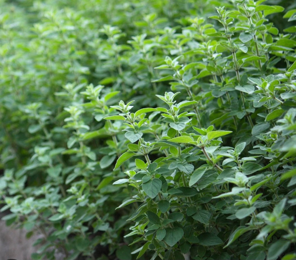 Oil Of Oregano