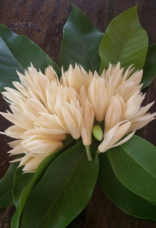 Champaka All Natural Vegan Bath Bar