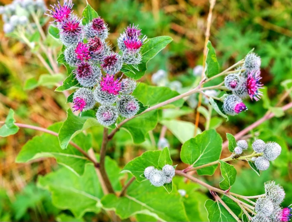 Burdock Root