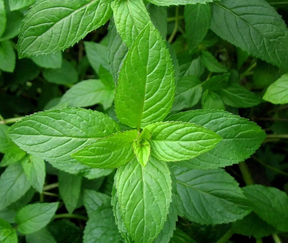 Peppermint Tincture