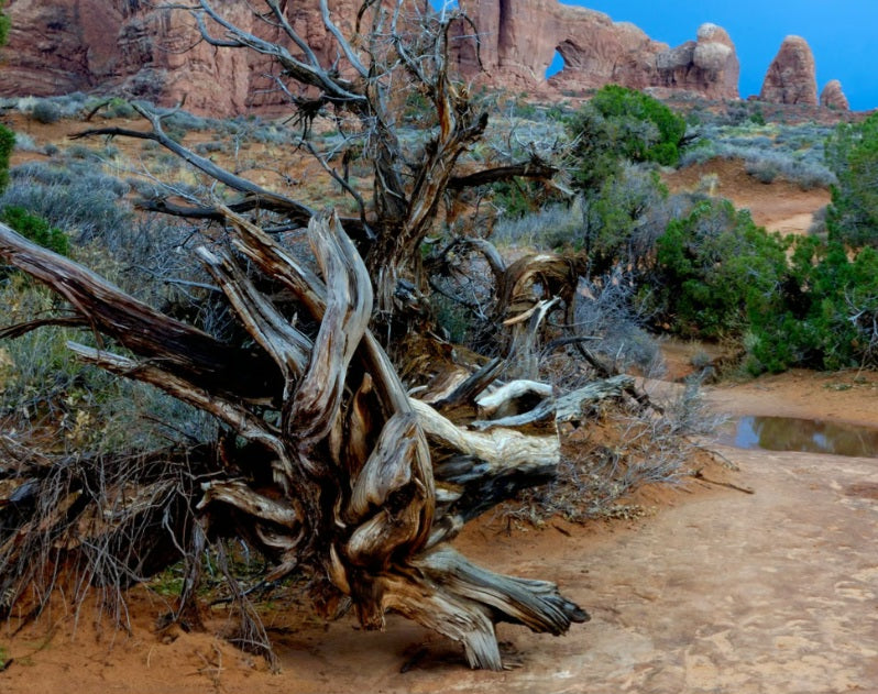 Cedarwood & Sage All Natural Vegan Bath Bar
