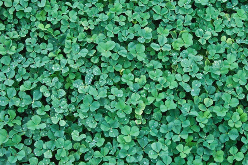 Green Clover Field All Natural Vegan Bath Bar