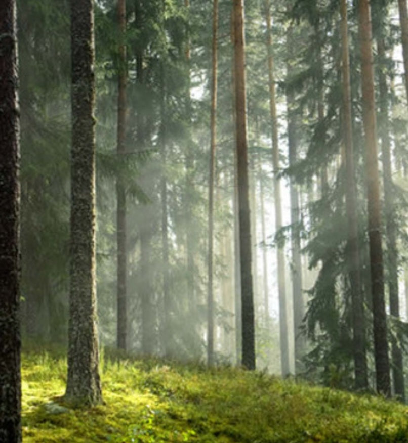 Natural Citrus & Pine Beard Oil