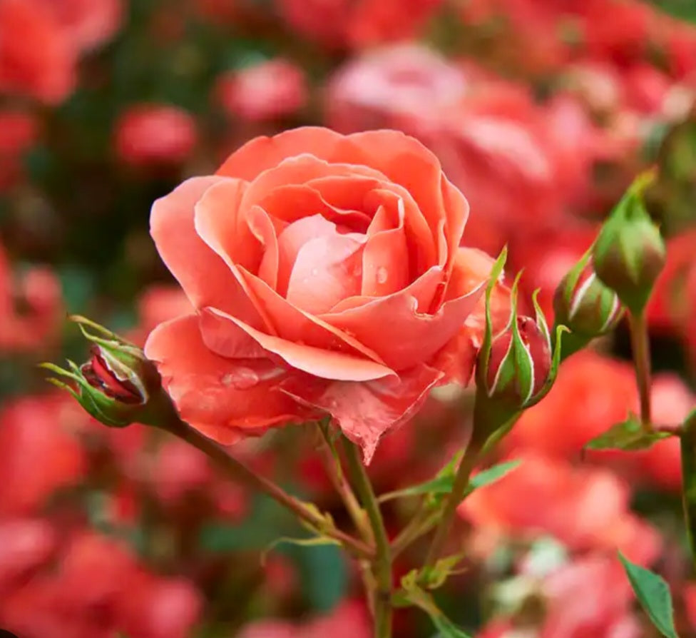Rose Petals Bloom Balm