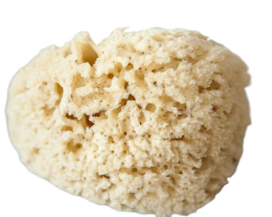 Natural Dead Sea Sponge