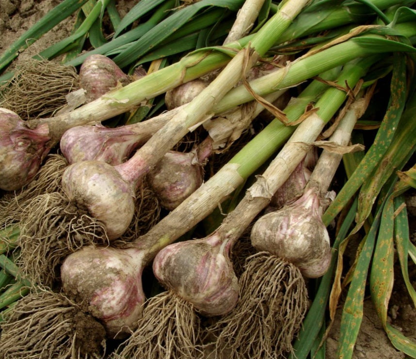 Garlic Tincture