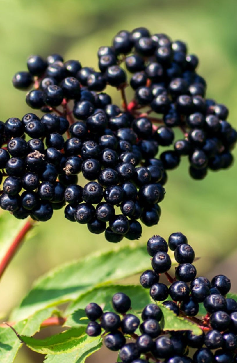 Elderberry Tincture