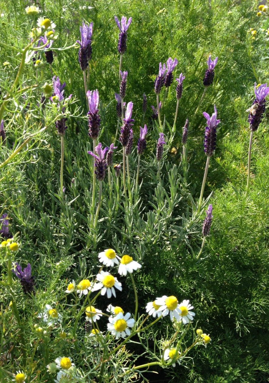 Chamomile Lavender Tincture