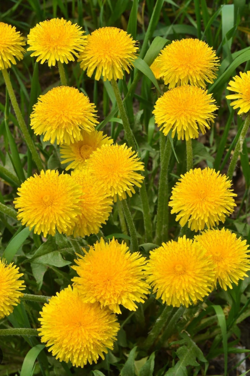 Dandelion Tincture