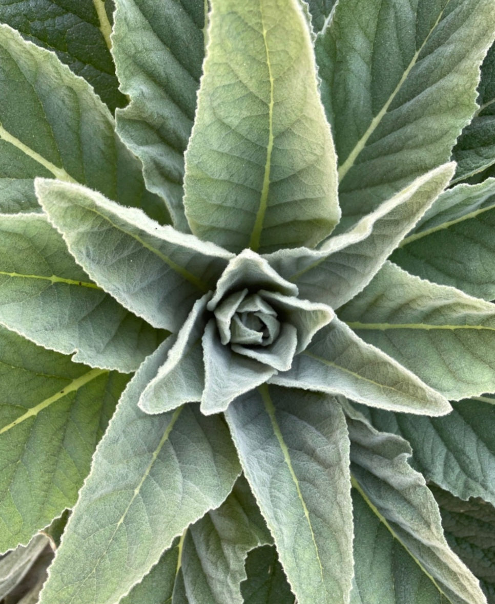 Mullein Tincture