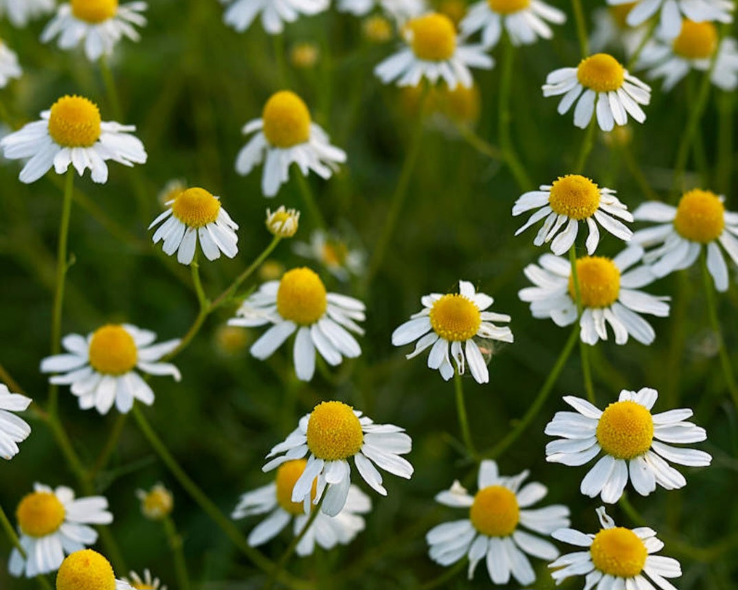 Chamomile Tincture