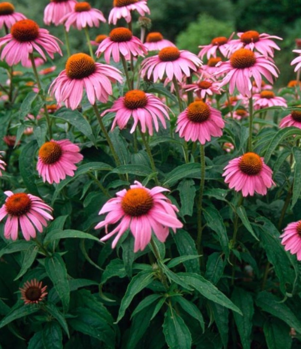 Echinacea Tincture