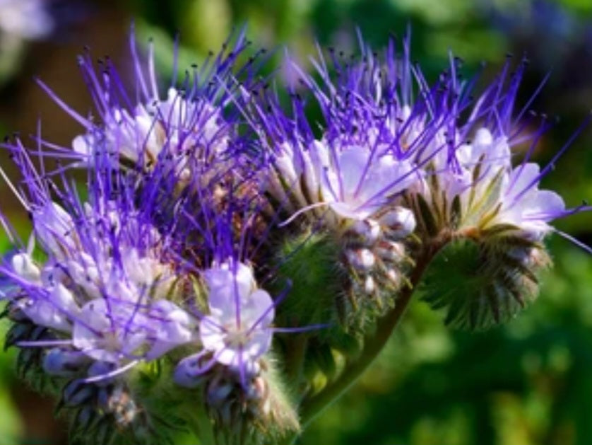 Natural Blue Tansy Face Oil - Reduces Redness And Inflammation