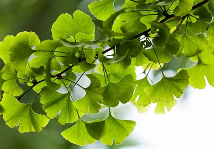 Ginkgo Tincture