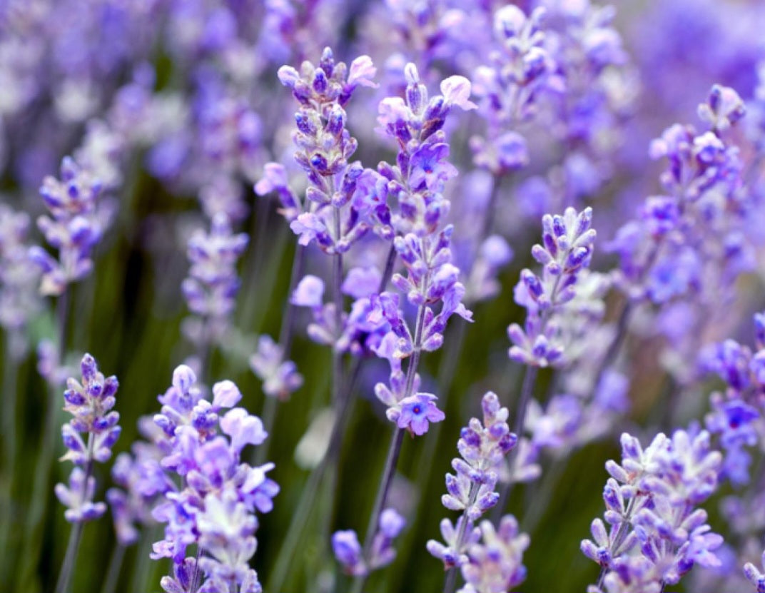 Ultra Rich Lavender Body Butter