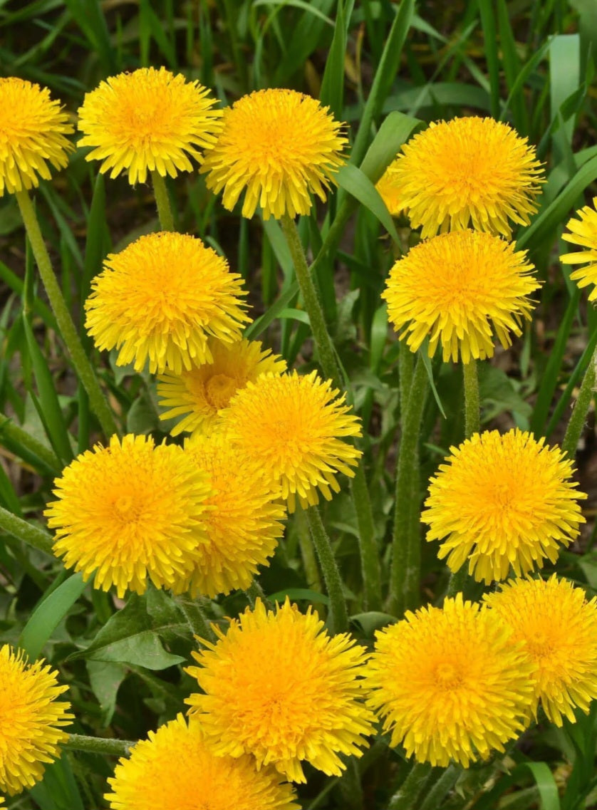 Dandelion Oil