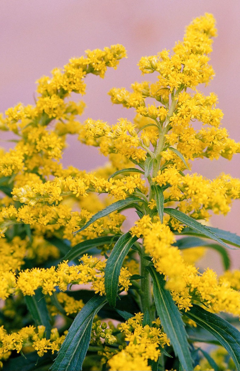 Golden Rod Tincture