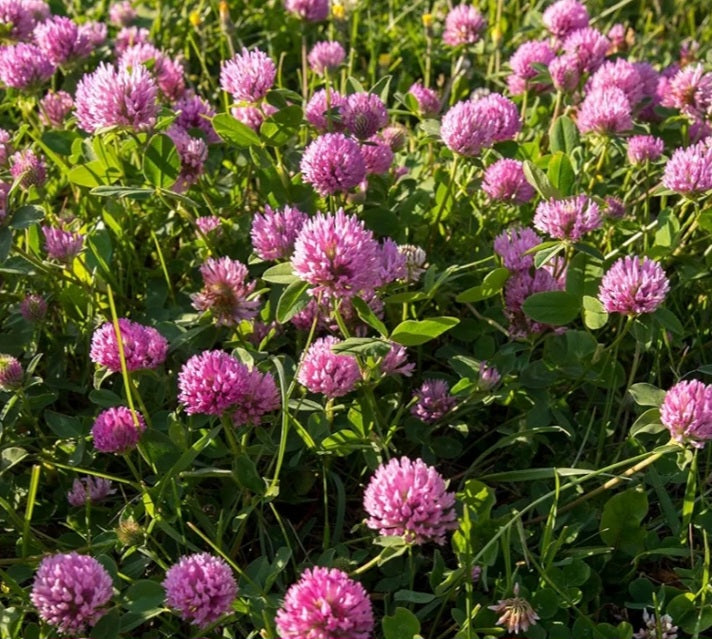 Red Clover Tincture