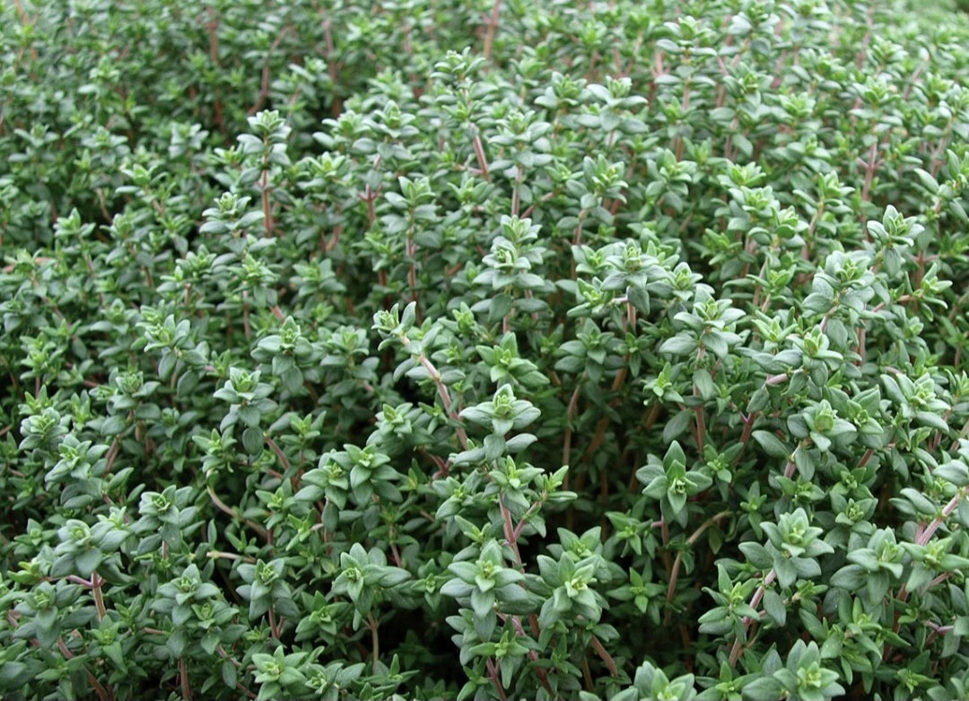 Thyme Ticture