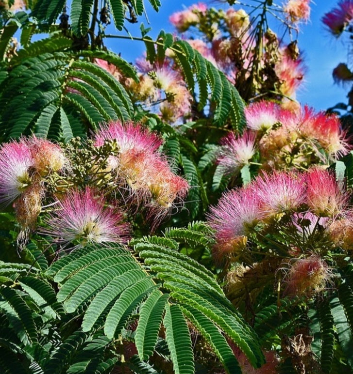 Mimosa Tincture