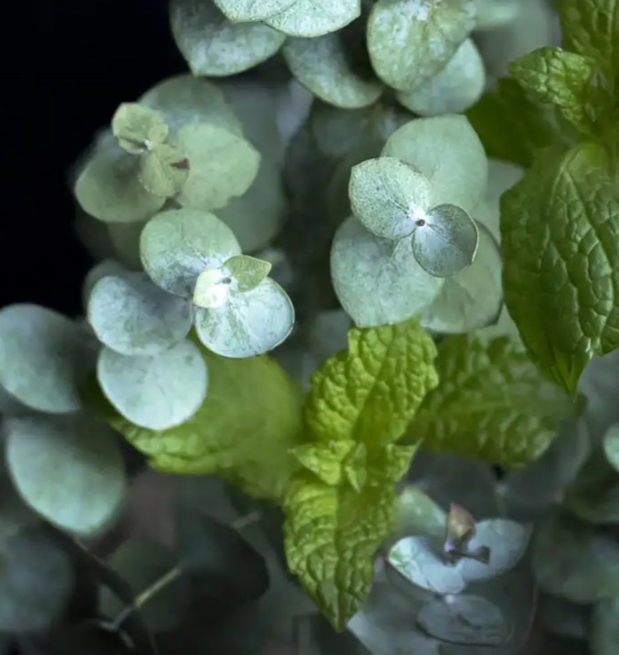 Eucalyptus Mint Dandelion Lotion