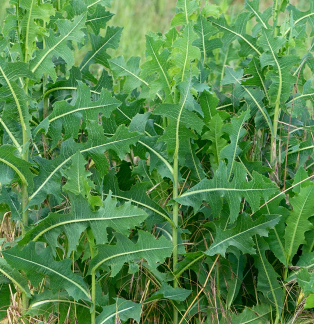 Wild Lettuce Tincture