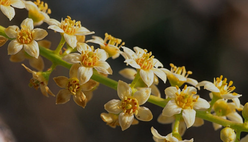 Pure Frankincense Essential Oil