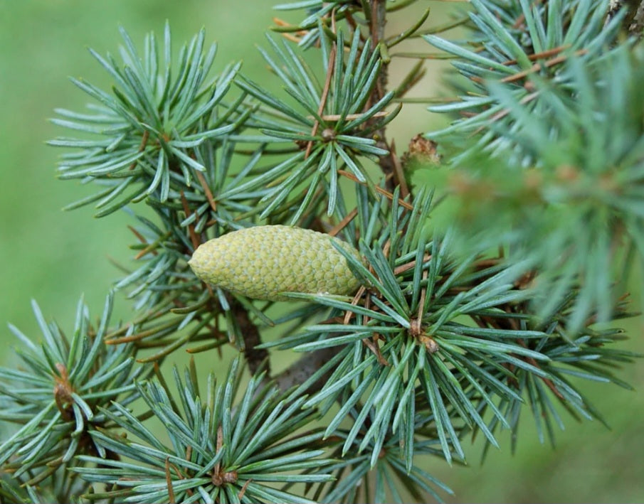 Pure Cedarwood Essential Oil