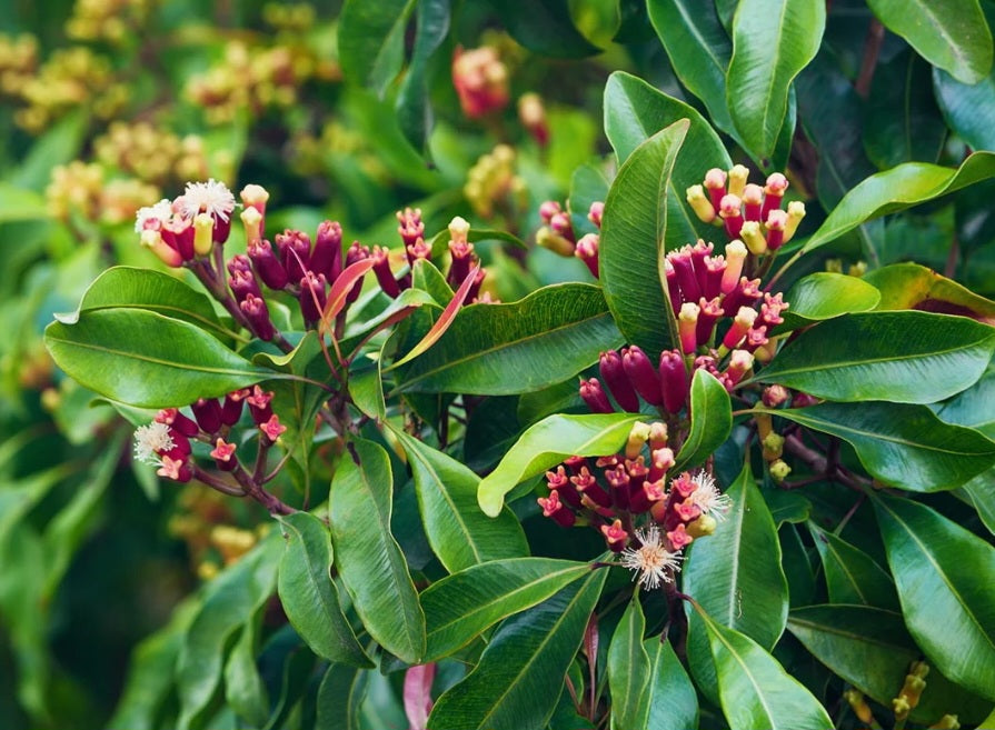 Pure Clove Essential Oil