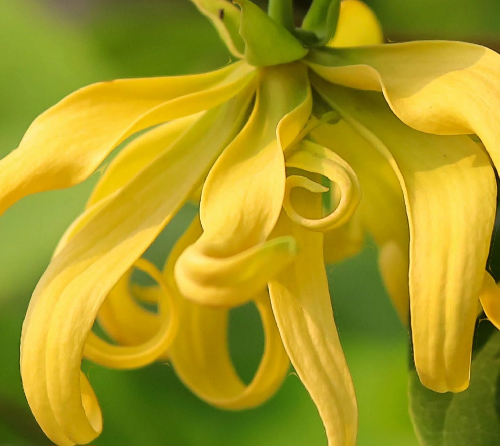 Pure Ylang Ylang Essential Oil