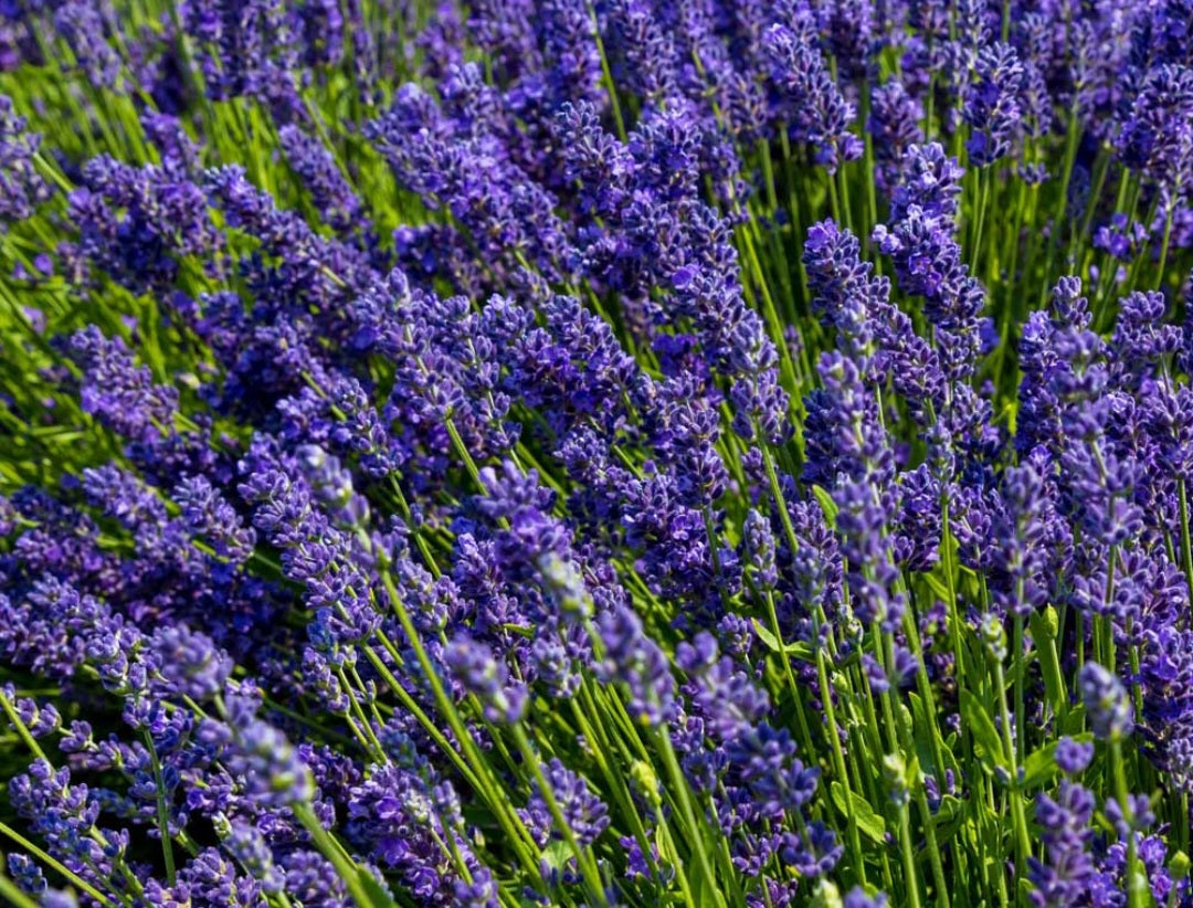 Pure Lavender Essential Oil