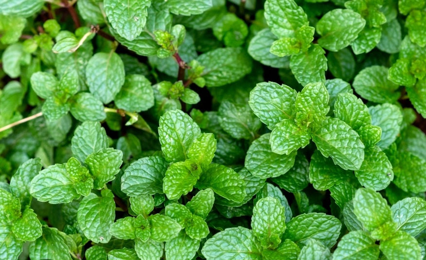 Pure Peppermint Essential Oil