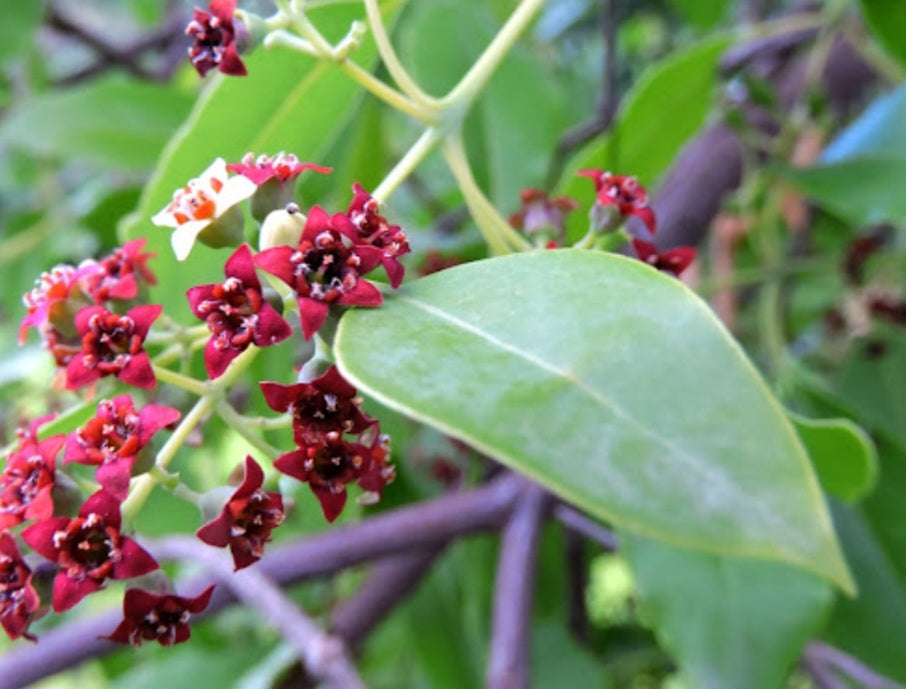 Pure Sandalwood Essential Oil