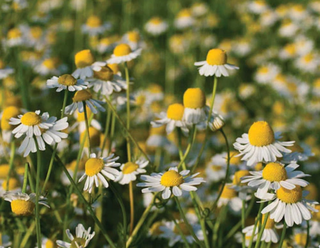 Pure Chamomile Essential Oil