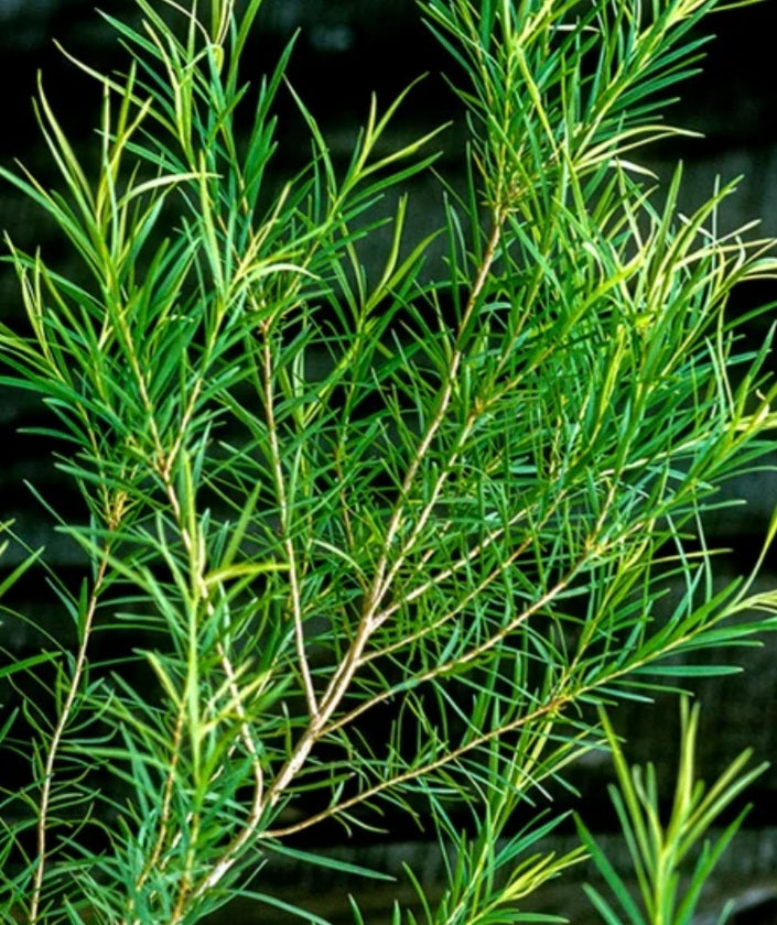 Pure Tea Tree Essential Oil