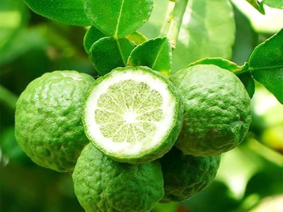 Pure Bergamot Essential Oil