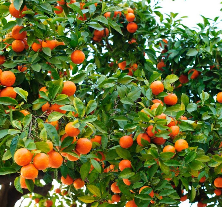 Pure Orange (Sweet) Essential Oil