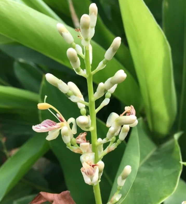 Pure Ginger Essential Oil