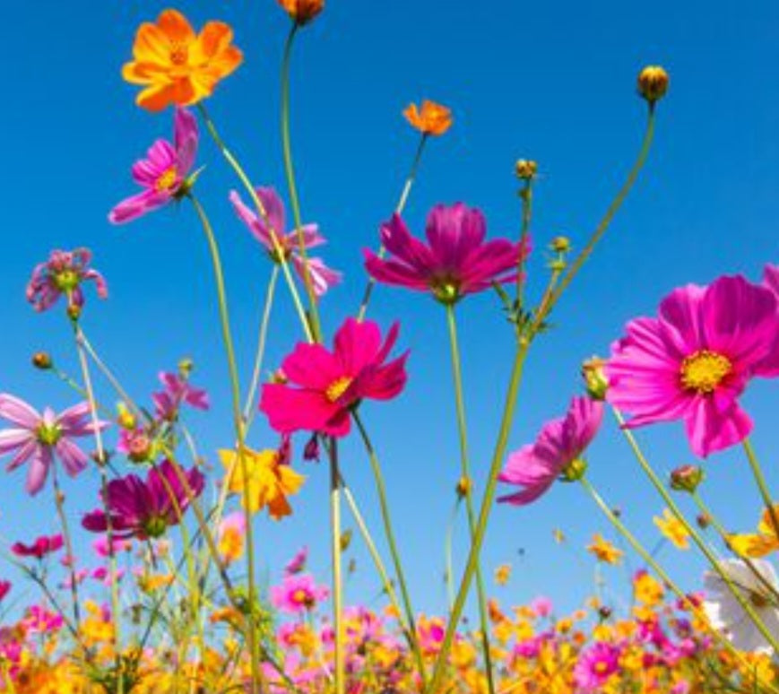 Blooming Wildflowers Gift Set