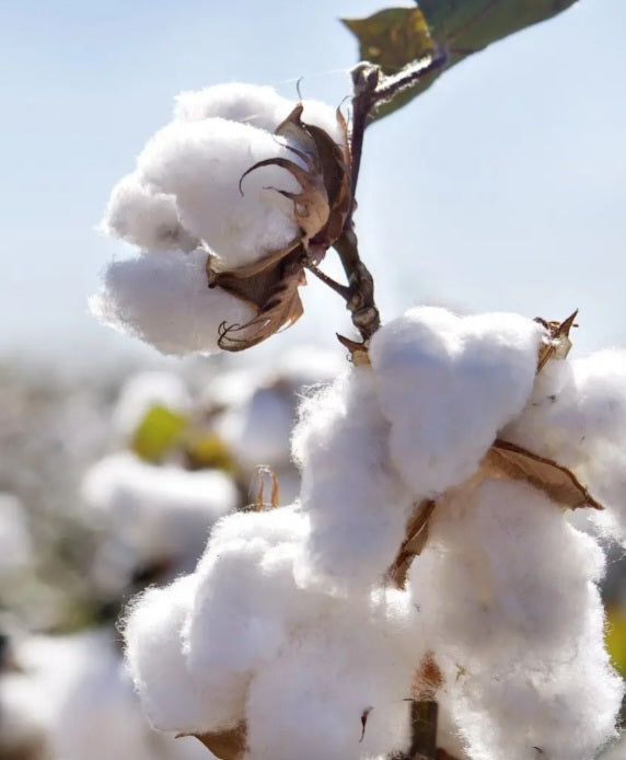 Cotton Blossom Natural Soy Wax Melts