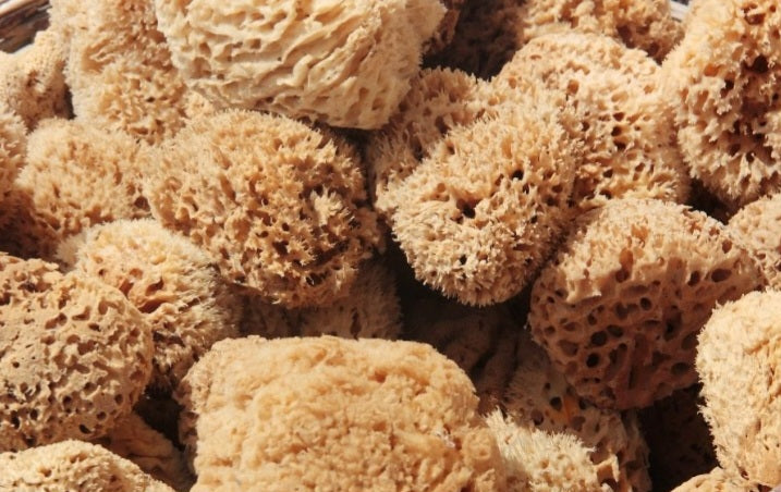 Natural Dead Sea Sponge