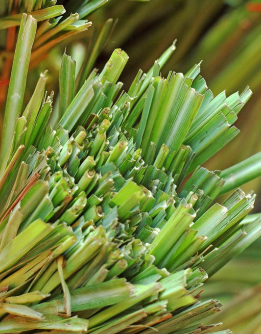 Organic Lemongrass Lip Balm