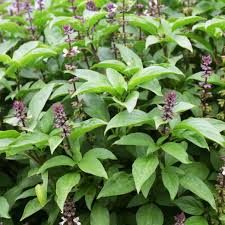 Holy Basil Tincture
