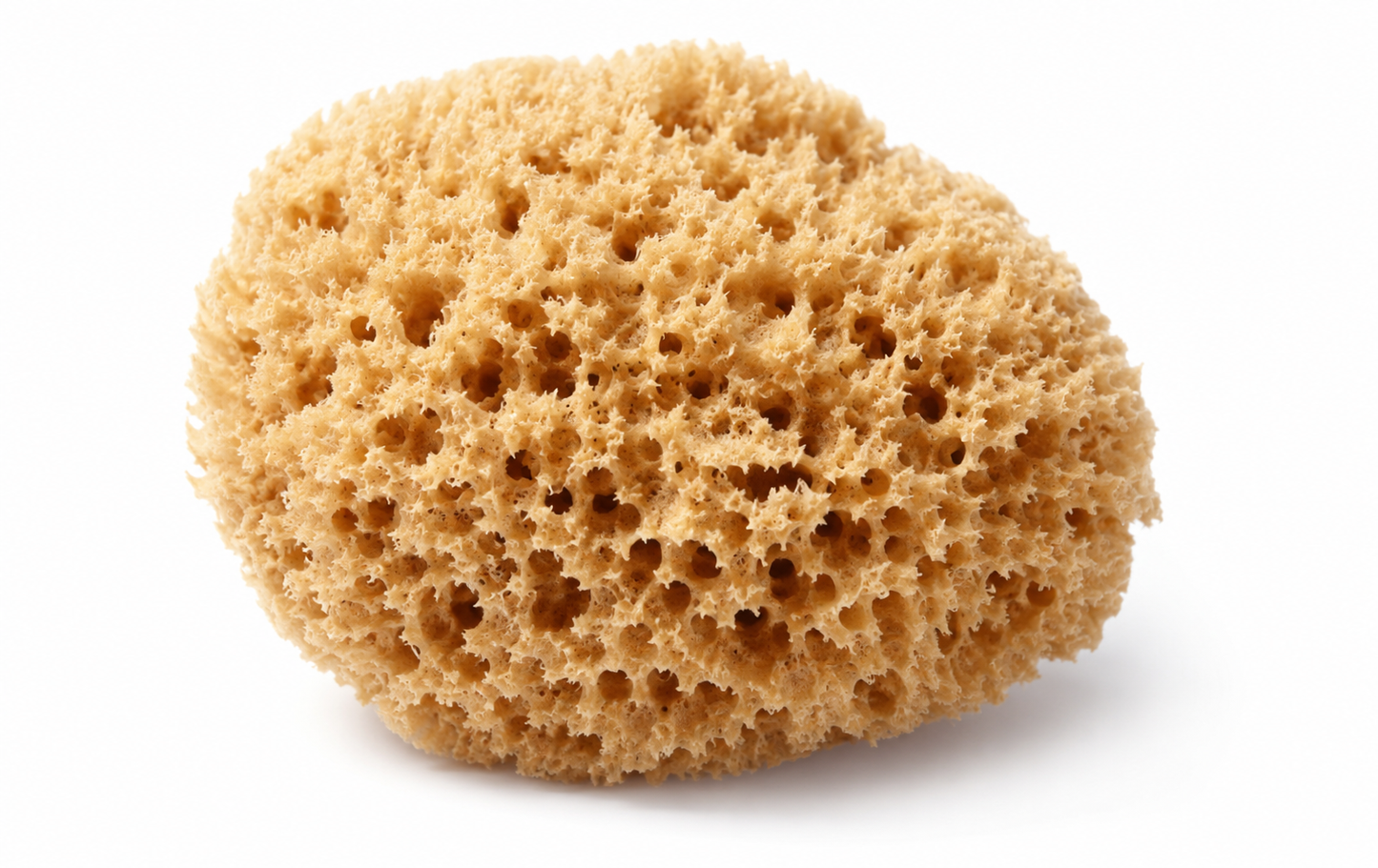 Natural Dead Sea Sponge