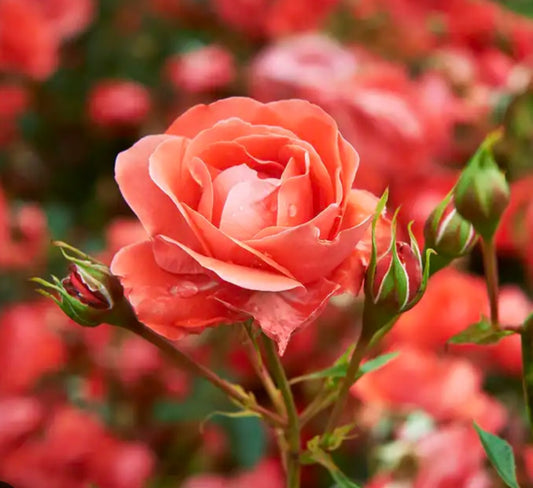 Rose Petals Bloom Balm