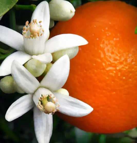 Orange Blossom Bloom Balm